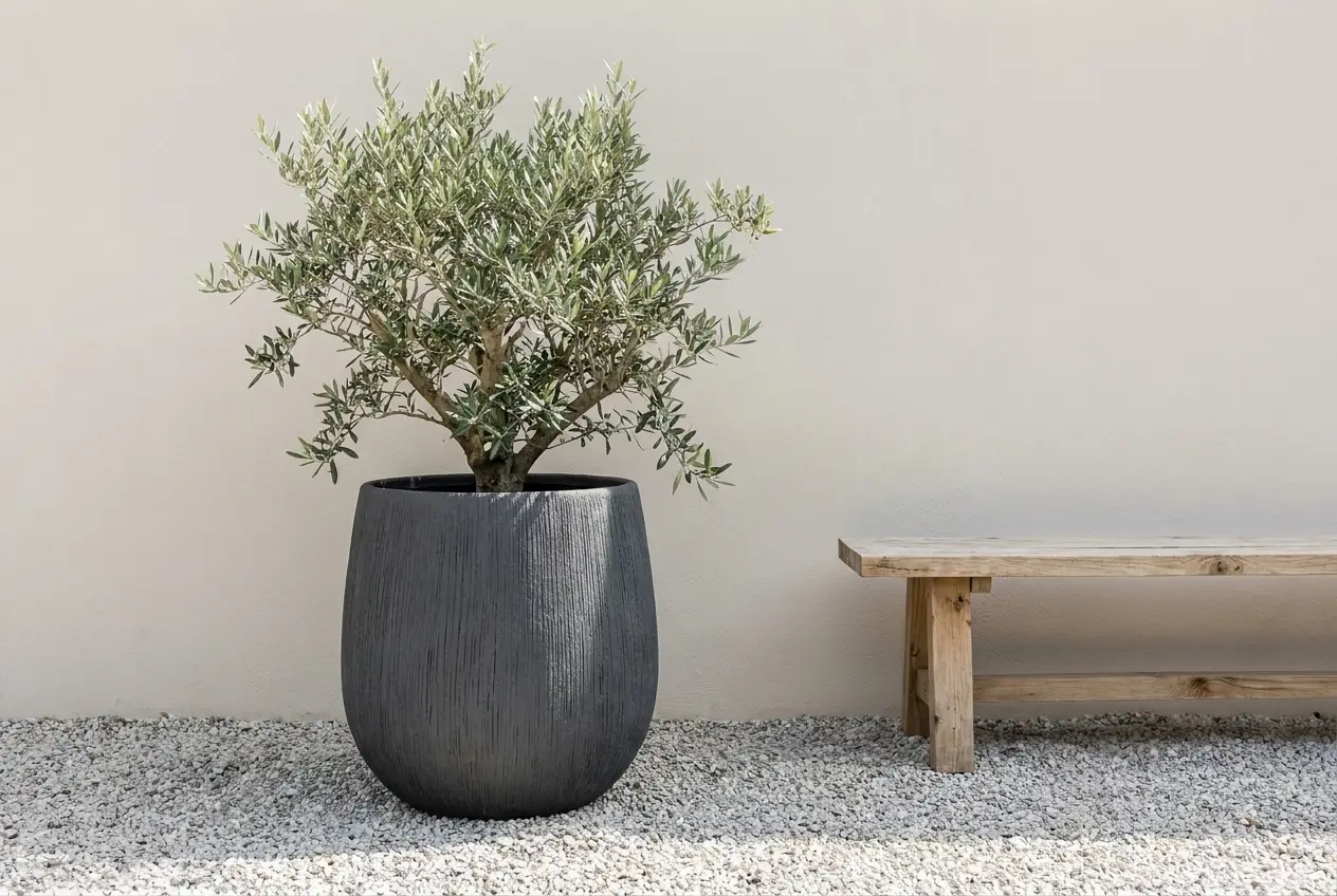 Grafitowa donica z oliwką na minimalistycznym patio ze żwirem w stylu japandi