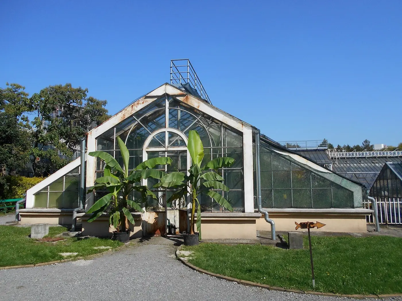 Szklarnia Ogrodu Botanicznego UJ widziana z zewnątrz, przed wejściem wystawione bananowce