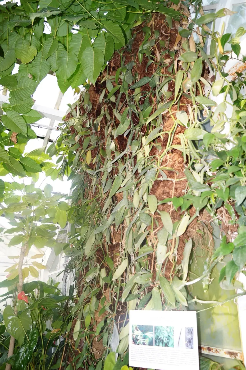Pnącze wanilii oplatające pień w szklarni Ogrodu Botanicznego UJ