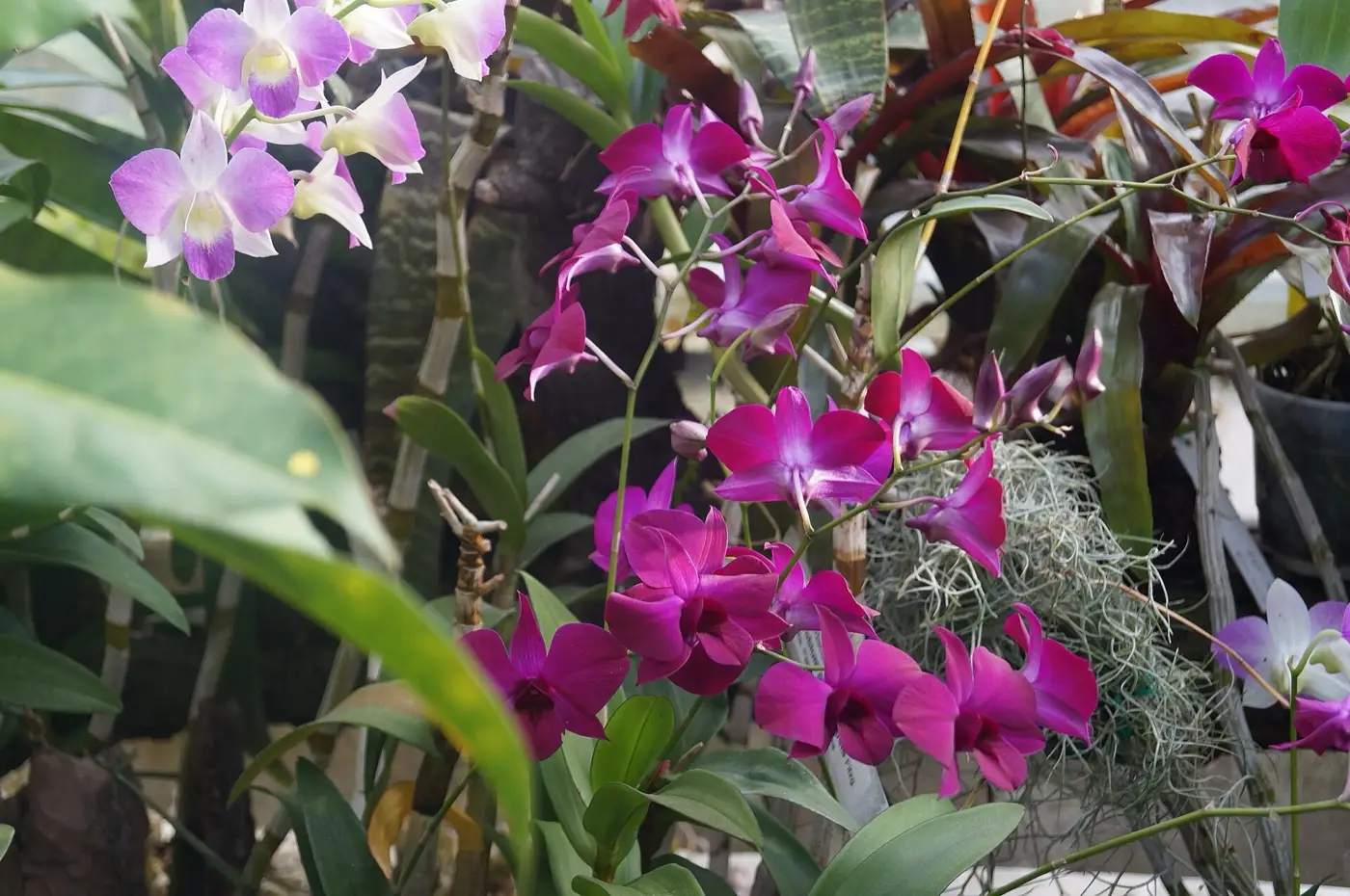 Obficie kwitnące storczyki Dendrobium w kolekcji Ogrodu Botanicznego UJ
