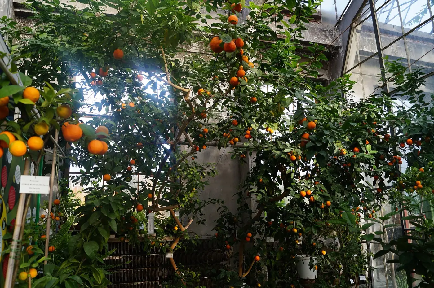 Owocująca mandarynka (Citrus reticulata) w oranżerii Ogrodu Botanicznego UJ