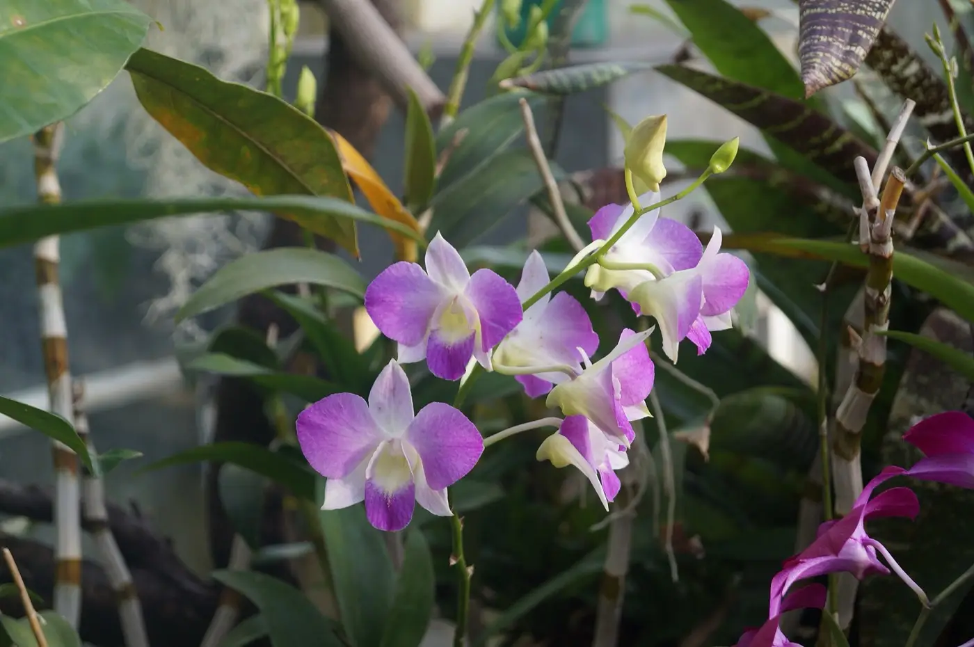Biało-fioletowy storczyk Dendrobium z bliska