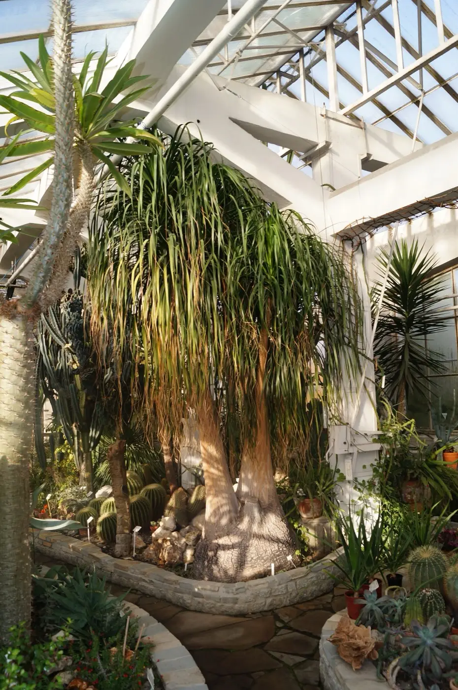Nolina (Beaucarnea) rosnąca w szklarni sukulentów Ogrodu Botanicznego UJ