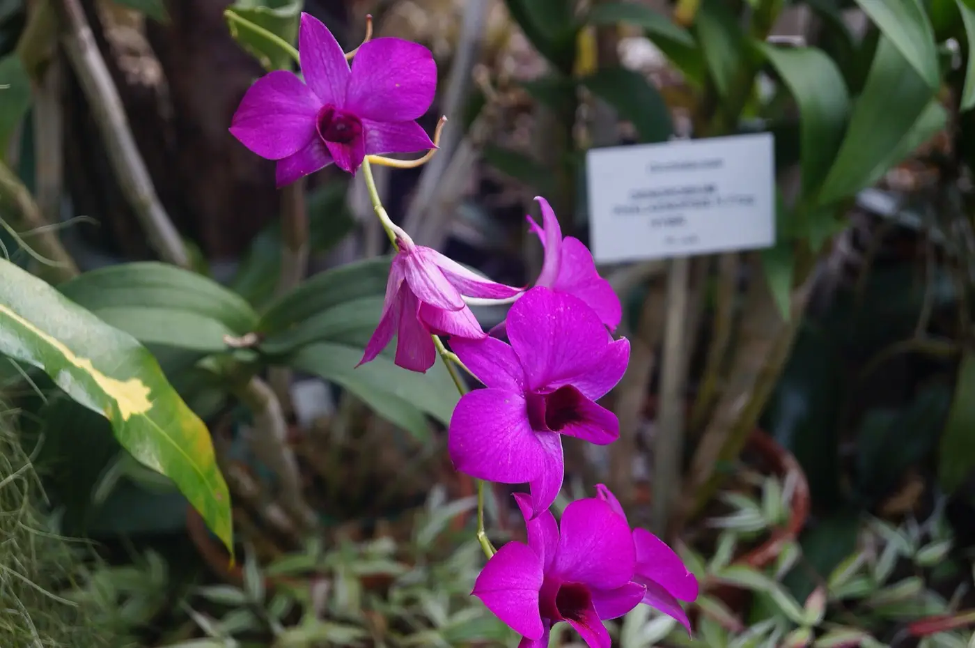 Storczyk Dendrobium w kolorze magenta z etykietą kolekcji