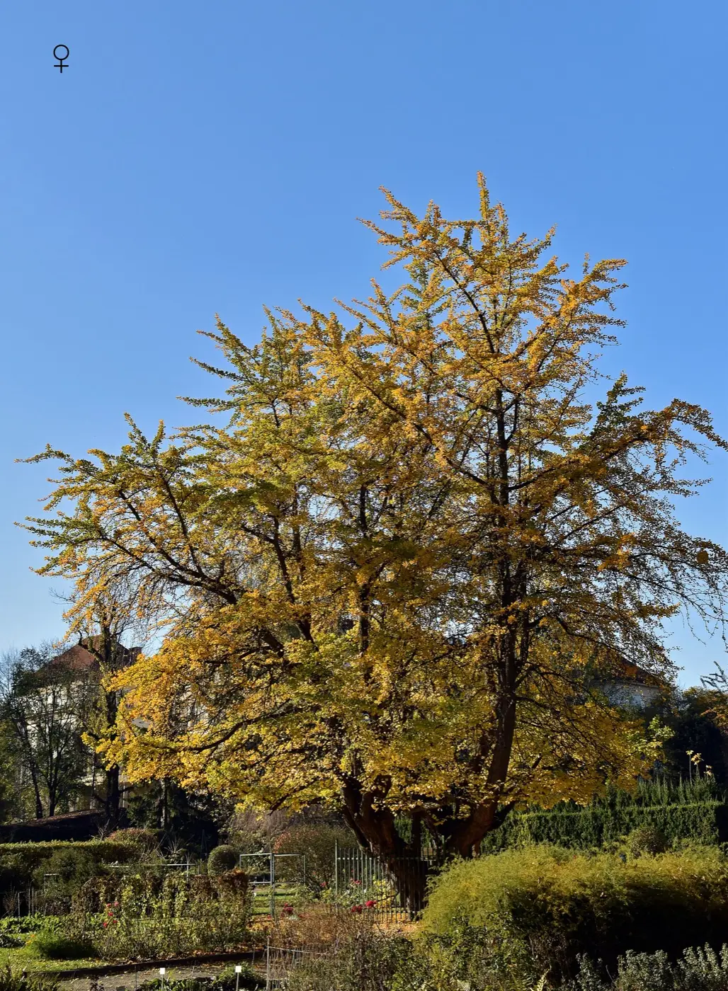 Miłorząb dwuklapowy (Ginkgo biloba) w złotej jesiennej barwie w Ogrodzie Botanicznym UJ