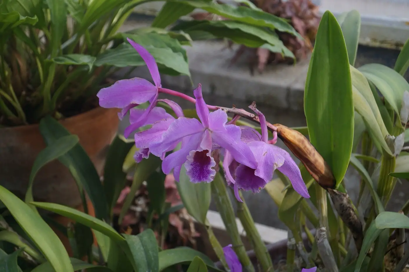 Storczyk Laelia w kolekcji szklarniowej Ogrodu Botanicznego UJ