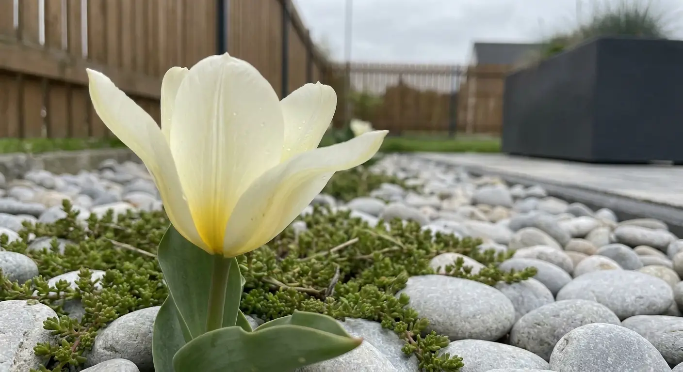 Tulipan Fostera 'Purissima' posadzony w nowoczesnym ogrodzie z kamieniami i niską roślinnością okrywową, tworząc minimalistyczną kompozycję.