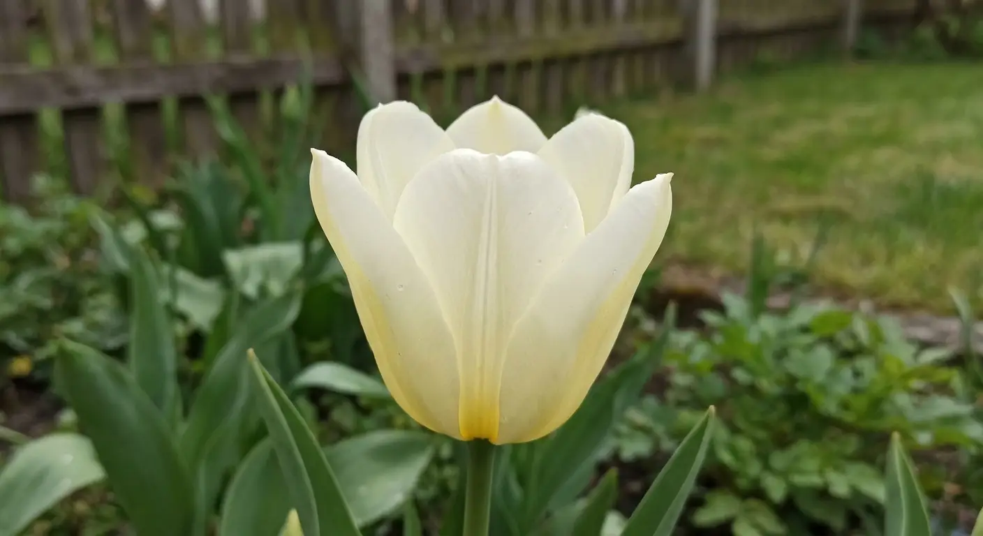 Tulipan Fostera 'Purissima' w pełnym rozkwicie, ukazujący kremowobiałe płatki z żółtym rumieńcem u podstawy, w przydomowym ogrodzie.